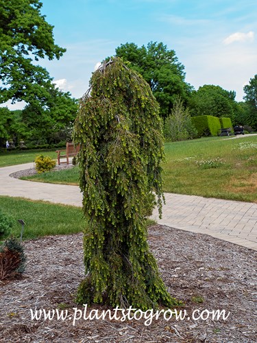 Kelsey's Weeping Canadian Hemlock (Tsuga canadensis) 
A youngish plant. Will become broader and the secondary branches will become pendulous.